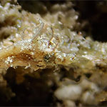 Acentronura breviperula